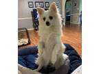 Adopt Princess Peach a Pomeranian