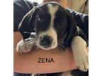 Adopt Zena a Labrador Retriever, Hound