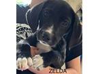 Adopt Zelda a Labrador Retriever, Hound
