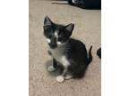 Adopt Molly W a Domestic Short Hair, Tuxedo