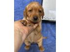 Adopt Tullah a Yellow Labrador Retriever