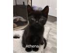 Adopt Athena M. a Domestic Short Hair