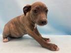 Adopt Madelyn a American Staffordshire Terrier, Mixed Breed