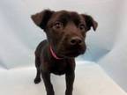 Adopt Amy a Labrador Retriever, Mixed Breed