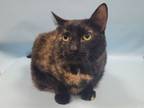 Adopt Piper a Domestic Short Hair