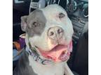 Adopt Luna Belle a American Staffordshire Terrier, Mixed Breed