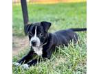 Adopt Lady Kluck a American Staffordshire Terrier