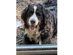 Adopt Judy a Bernese Mountain Dog