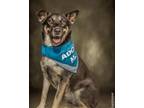 Adopt Siyah a German Shepherd Dog