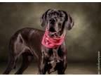 Adopt Pepper a Great Dane