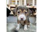 Adopt Fairy a Pit Bull Terrier, Beagle