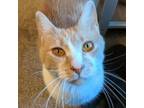 Adopt Fiamma 5494 a Domestic Short Hair