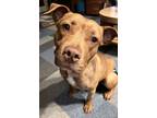 Adopt Pandora a Pit Bull Terrier