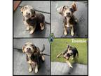 Adopt Tootsie a Coonhound, Mixed Breed