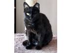 Adopt Lilly a Domestic Short Hair