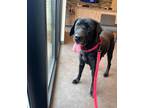 Adopt Onyx a Mastiff, Labrador Retriever