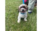 Adopt Kacey Musgraves a Shih Tzu