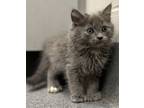 Adopt Bubble Gum a Domestic Medium Hair