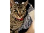 Adopt Sunday 2 a Domestic Short Hair