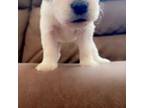 Goldendoodle Puppy for sale in Vallejo, CA, USA