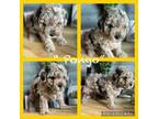 Shih-Poo Puppy for sale in Richlands, NC, USA