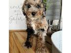 Shih-Poo Puppy for sale in Richlands, NC, USA