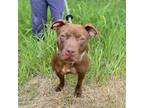 Adopt Queen Charlette a Mixed Breed