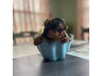 Yorkshire Terrier Puppy for sale in Greenville, NC, USA