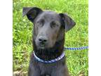 Adopt Josephine a Mixed Breed