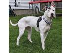 Adopt Lucy Moo a Pit Bull Terrier