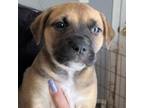 Adopt NY Jade (Foster in Pawling) a Labrador Retriever, Mountain Cur