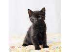 Adopt Ollive a Domestic Short Hair