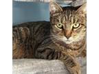 Adopt Mummy a Domestic Short Hair