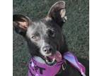 Adopt Veronica a Mixed Breed