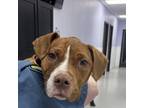 Adopt Mochi a Pit Bull Terrier