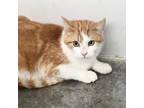 Adopt Shammy a Domestic Medium Hair