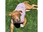 Adopt Ginger a American Staffordshire Terrier, Mixed Breed