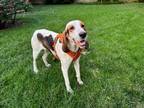 Adopt Gypsy a Treeing Walker Coonhound