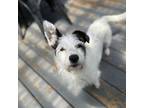 Adopt Kit a Norfolk Terrier