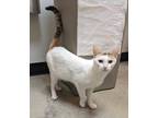 Adopt Dumplin a Domestic Short Hair