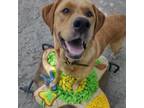 Adopt Blondie a Yellow Labrador Retriever