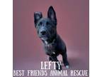 Adopt Lefty a German Shepherd Dog