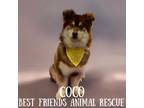 Adopt Coco a Husky, Australian Shepherd