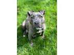 Adopt Windy a Pit Bull Terrier, Mixed Breed