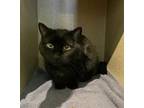 Adopt Misty a Domestic Short Hair