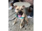 Adopt Burrito a Black Mouth Cur, Pit Bull Terrier