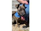 Adopt Roxy a Pit Bull Terrier