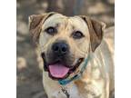 Adopt Miss peach a Mixed Breed