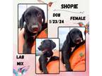 Adopt Shopie a Labrador Retriever