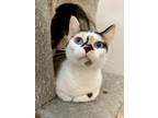 Adopt Dilly Dally a Dilute Calico